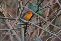 Erithacus rubecula rubecula