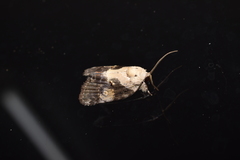 Negritothripa hampsoni