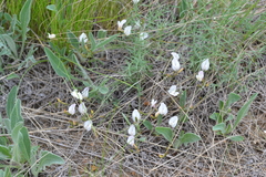 Astragalus ucrainicus