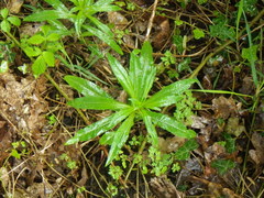 Chamaenerion angustifolium