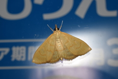 Ecpyrrhorrhoe puralis