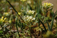 Alyssum umbellatum