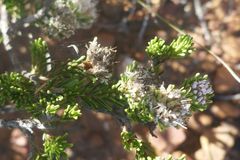 Agathosma gonaquensis