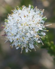 Agathosma gonaquensis