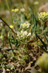 Alyssum umbellatum