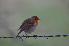 Erithacus rubecula rubecula