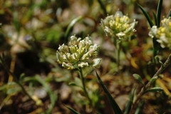Alyssum umbellatum
