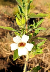 Petalidium aromaticum