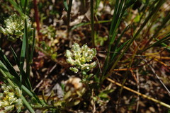 Alyssum umbellatum
