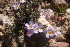 Chaenostoma floribundum
