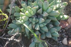 Corpuscularia lehmannii