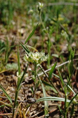 Alyssum umbellatum