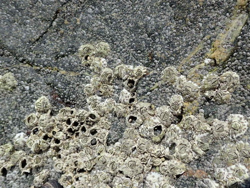 Northern Acorn Barnacle, photo 9 of 9
