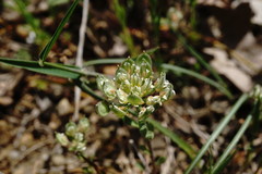 Alyssum umbellatum