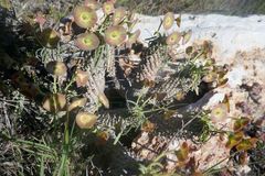 Euphorbia clava