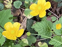 Ranunculus cappadocicus