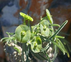 Euphorbia clava