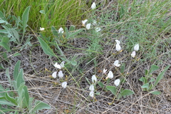 Astragalus ucrainicus