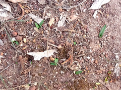 Chamaescilla corymbosa