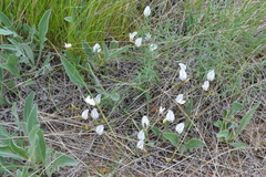 Astragalus ucrainicus