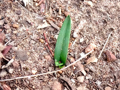 Chamaescilla corymbosa