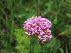 Centranthus macrosiphon