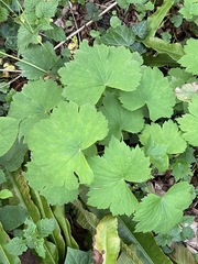 Ranunculus cappadocicus