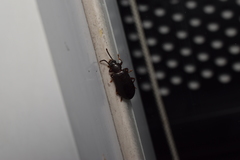 Luprops orientalis