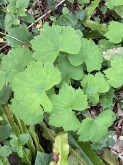 Ranunculus cappadocicus