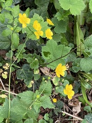 Ranunculus cappadocicus