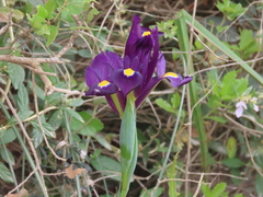 Iris filifolia