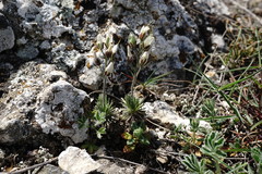 Draba cuspidata