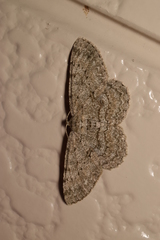 Hypomecis punctinalis