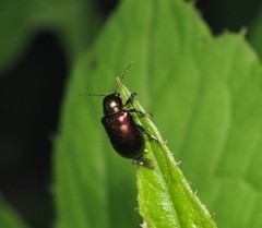 Chalcolema cylindrica