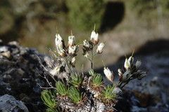 Draba cuspidata