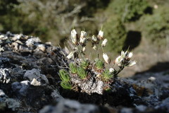 Draba cuspidata