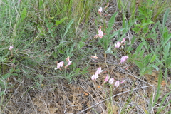 Astragalus ucrainicus