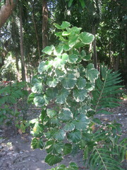 Polyscias scutellaria