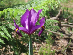 Iris filifolia