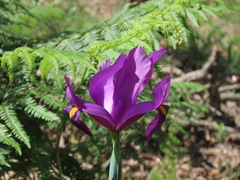 Iris filifolia