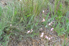 Astragalus ucrainicus