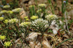 Alyssum umbellatum