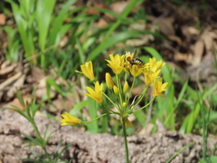 Rhodanthidium septemdentatum