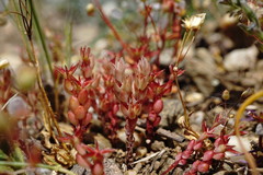 Sedum aetnense