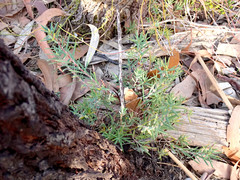 Stenanthera conostephioides