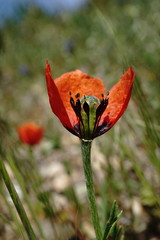 Papaver minus