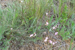 Astragalus ucrainicus