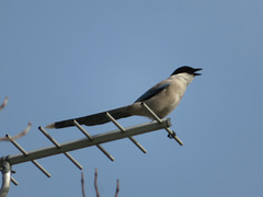 Cyanopica cyanus japonica