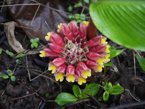 Changeable Turmeric (Curcuma mutabilis)