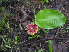 Curcuma mutabilis